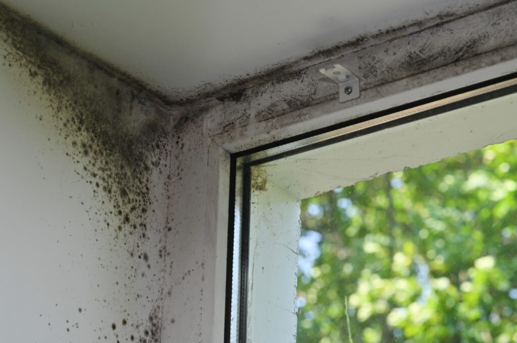 Mold in corner near window