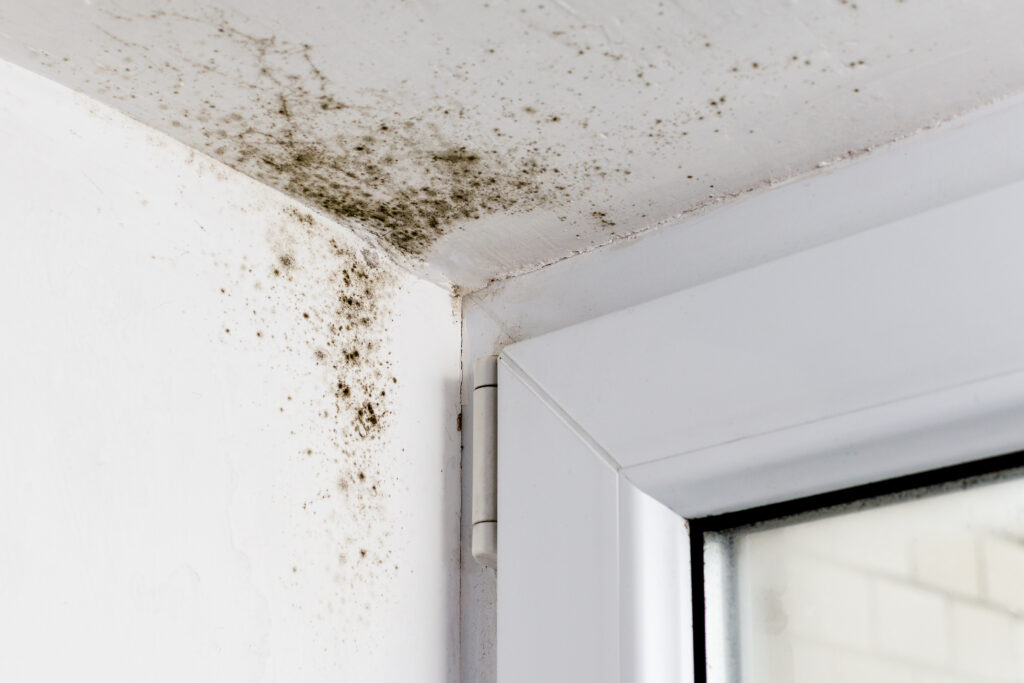 Mold Red Flags: What Home Buyers Should Look For